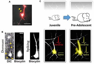 Mechanisms of Hierarchical Cortical Maturation